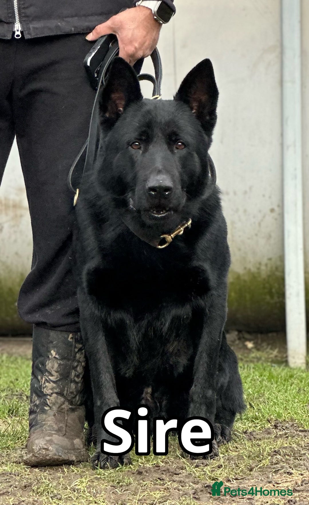 Sable German Ddr Working Line German Shepherd Sable Working Line