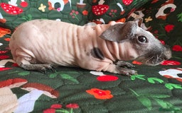 Guinea Pig rodents for sale: Male baby boy skinny pig guineapig  - Image 3