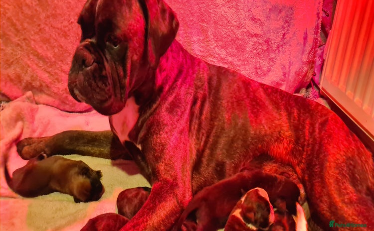 Boxer dogs - Advert 1