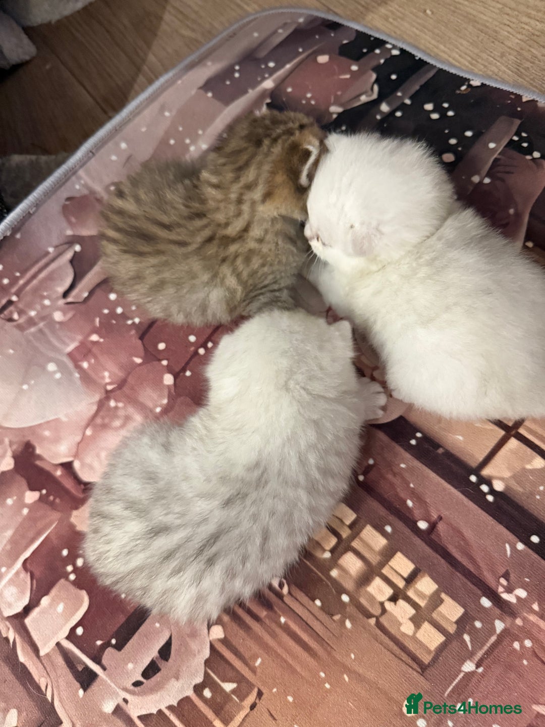 British Shorthair cats for sale: Champion British shorthair kitten  - Advert 10