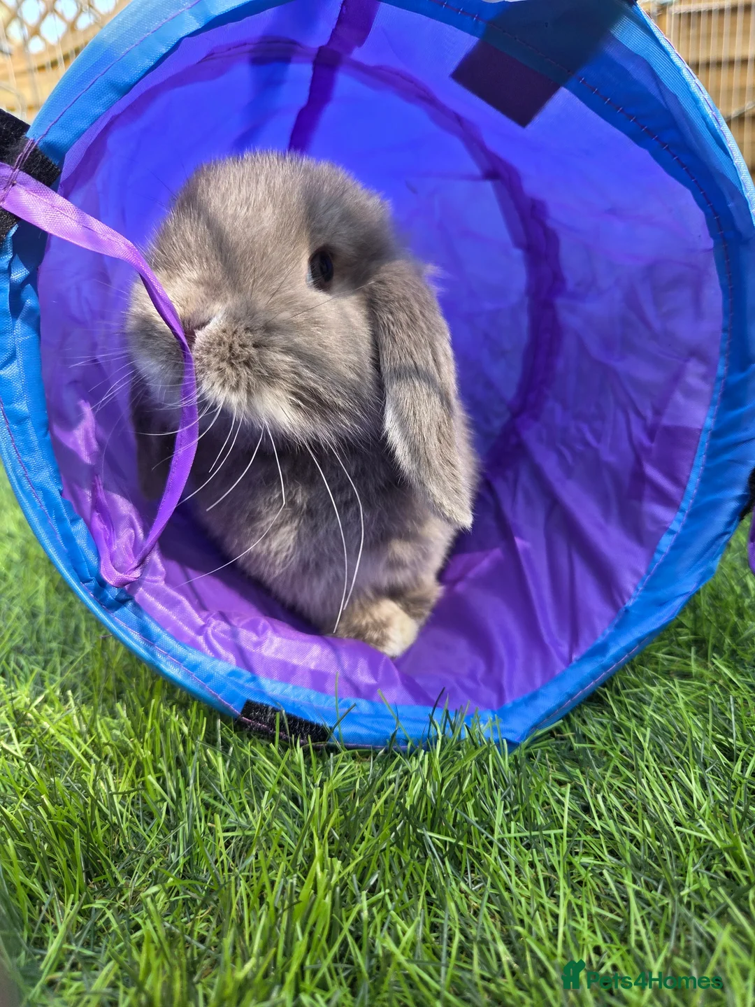 Gallery Image {{count}}