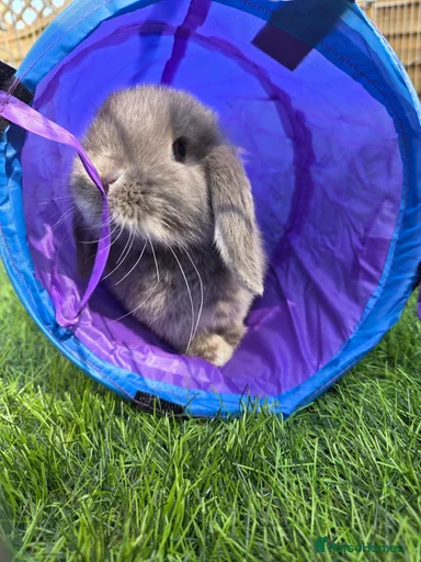 Gallery Image {{count}}