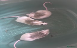 Rat rodents for sale: African Soft Furs  - Image 3