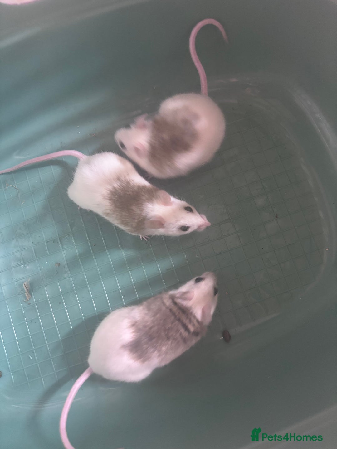 Rat rodents for sale: African Soft Furs  - Image 3