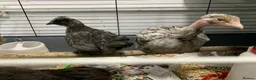 Chickens poultry for sale: Orpingtons plus - Advert 15