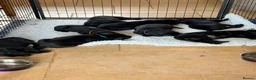 Labrador Retriever dogs for sale: KC Registered, Fully Health Tested  - Advert 9