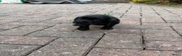 Sprocker dogs for sale: Beautiful sprocker puppies  - Advert 2