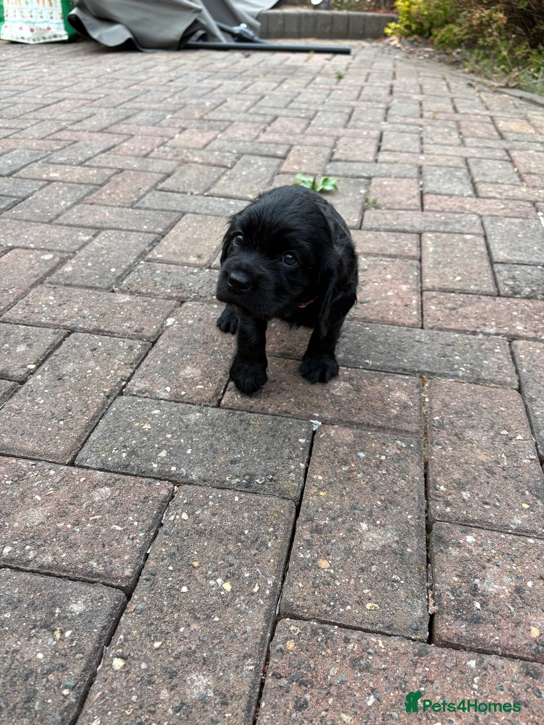 Sprocker dogs for sale: Beautiful sprocker puppies  - Advert 2