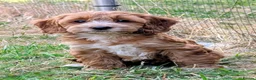 Cockapoo dogs for sale: Beautiful red pups from health tested parents - Advert 24