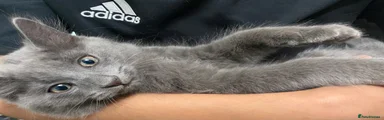 Fluffy
