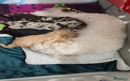 Cockapoo dogs for sale: F1b cockapoos 💜 health tested 🐶 - Image 8