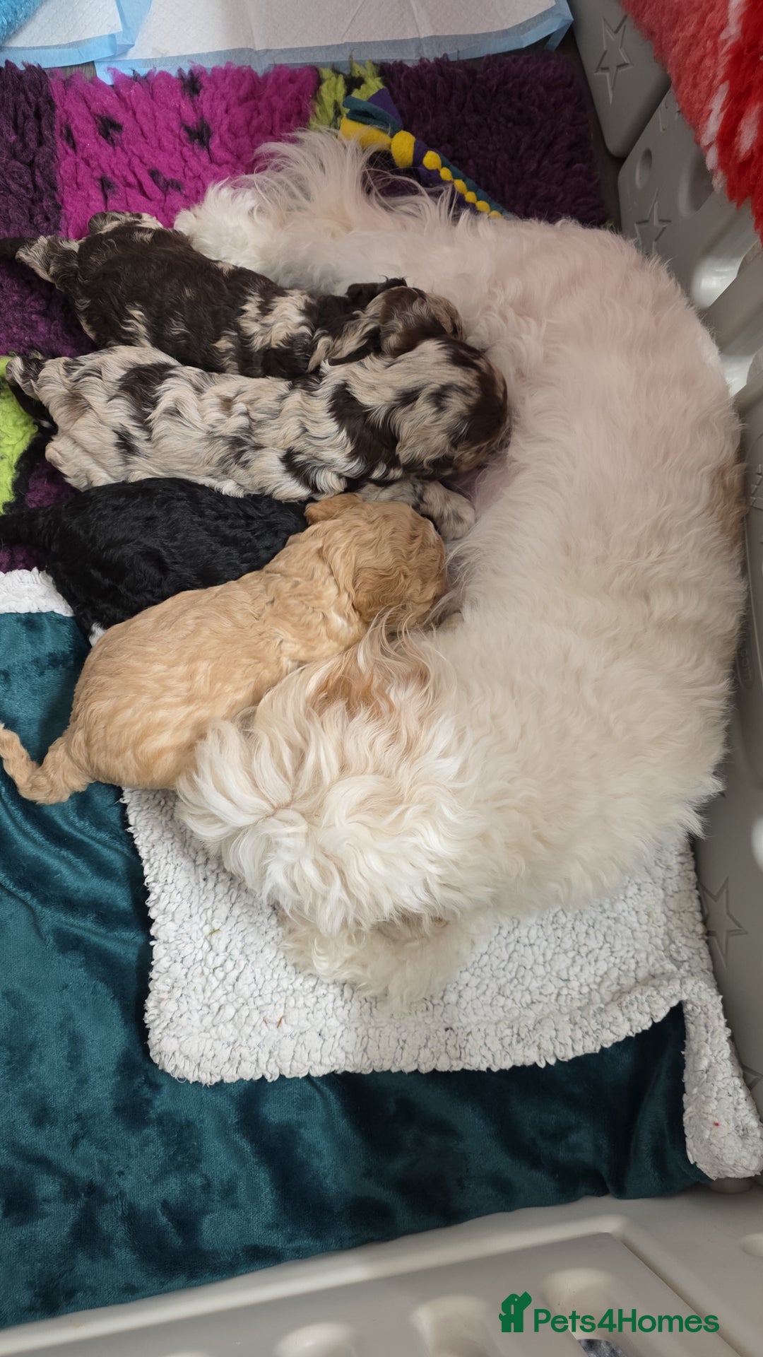 Cockapoo dogs for sale: F1b cockapoos 💜 health tested 🐶 - Image 8