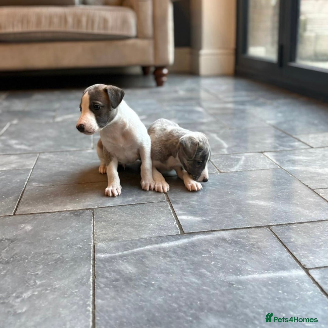 Whippet dogs for sale: 3 boys available  - Advert 13