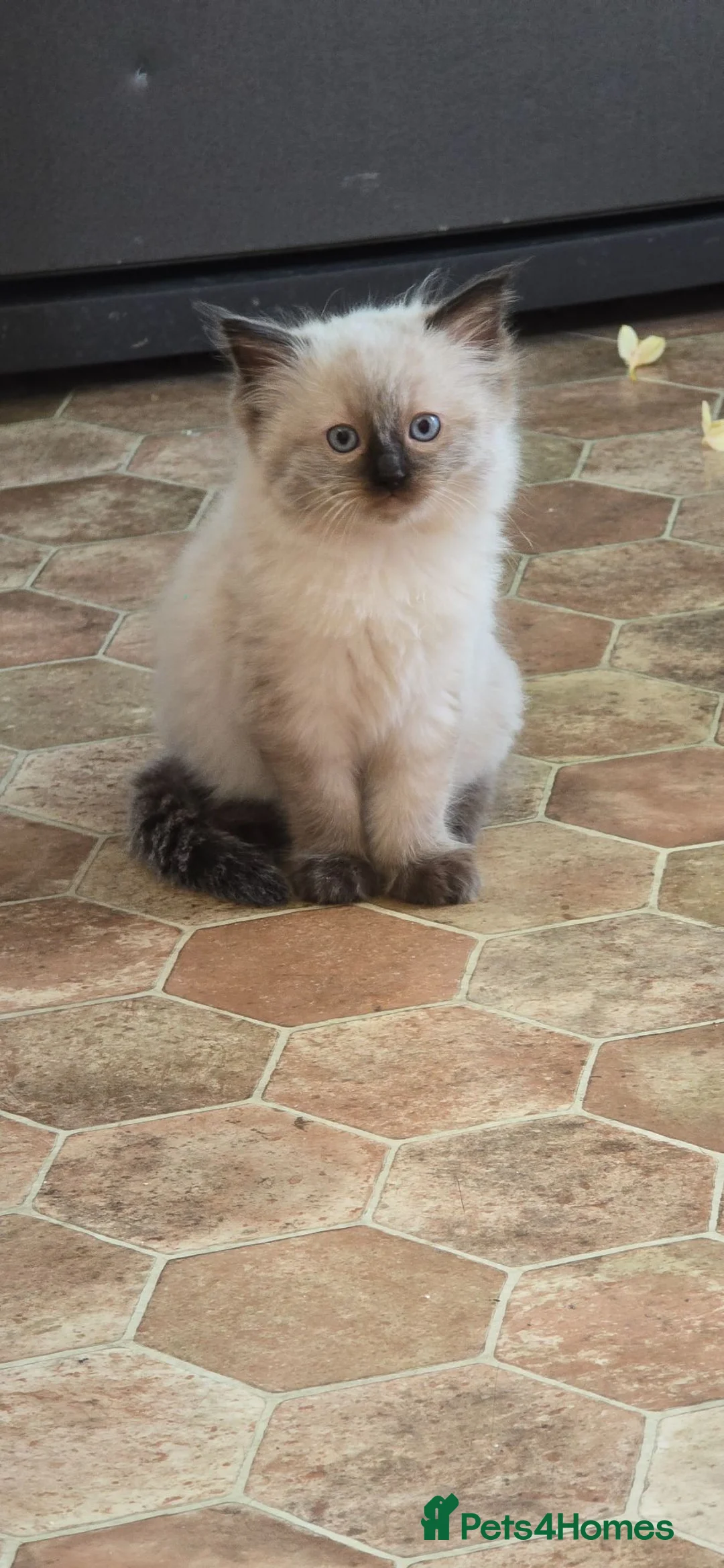 Ragdoll cats for sale: One Female Ragdoll Kitten left - Advert 1
