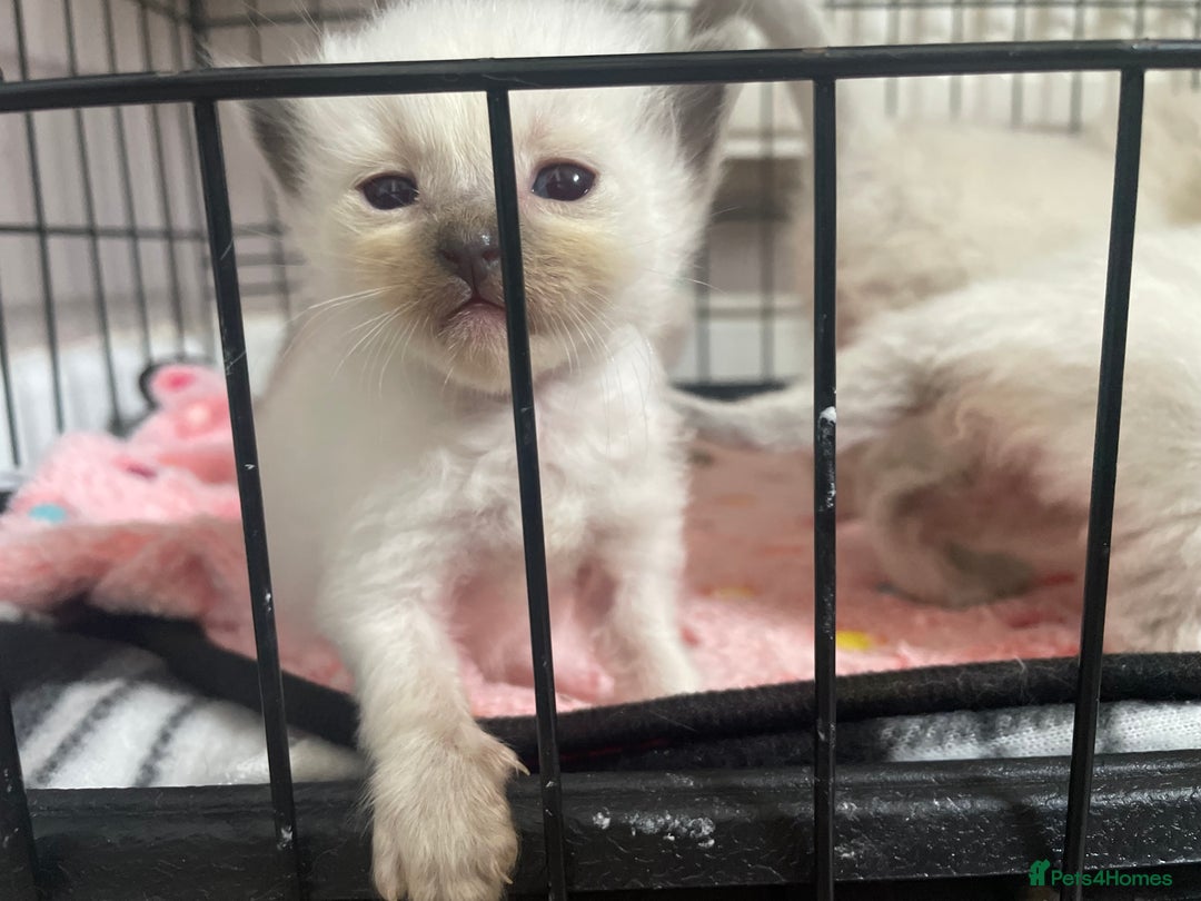 Ragdoll cats for sale: ⭐️champion blood line Ragdolls  in Merthyr Tydfil - Image 5