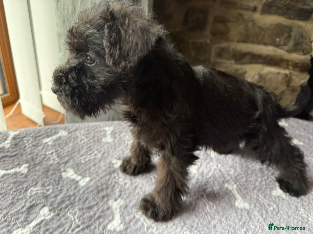 Miniature Schnauzer dogs for sale: Stunning Mini schnauzers kc reg puppies - Image 4