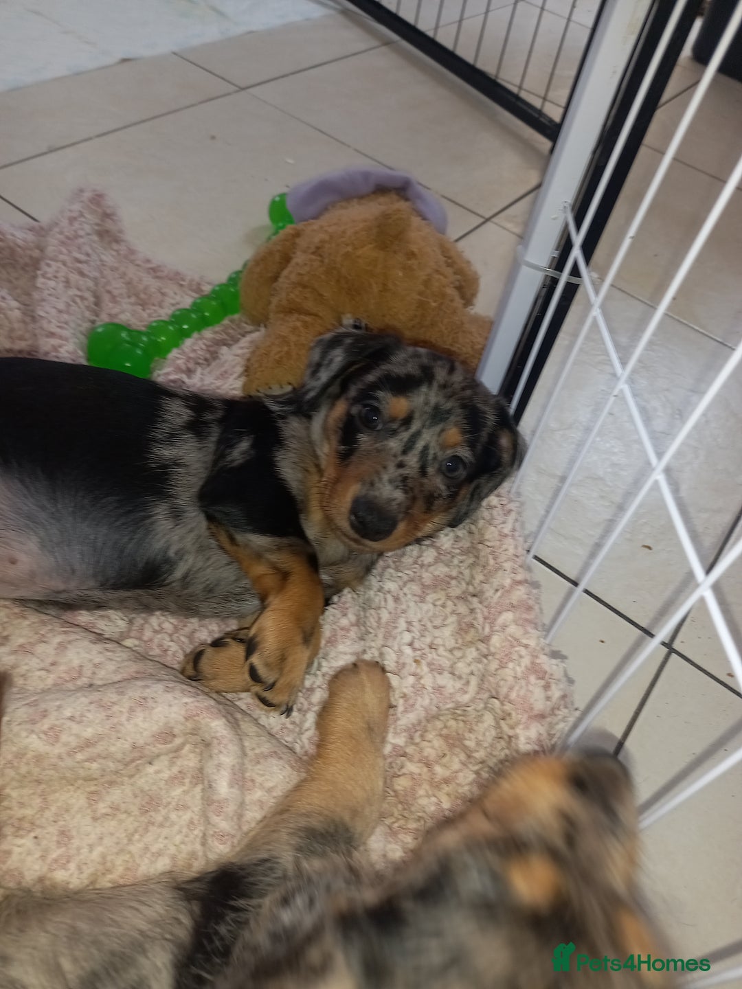 Dachshund dogs for sale: Dachsunds 3/4 breed - Image 14
