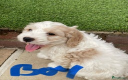 Cockapoo dogs for sale: Beautiful Cockapoo puppies - Image 11
