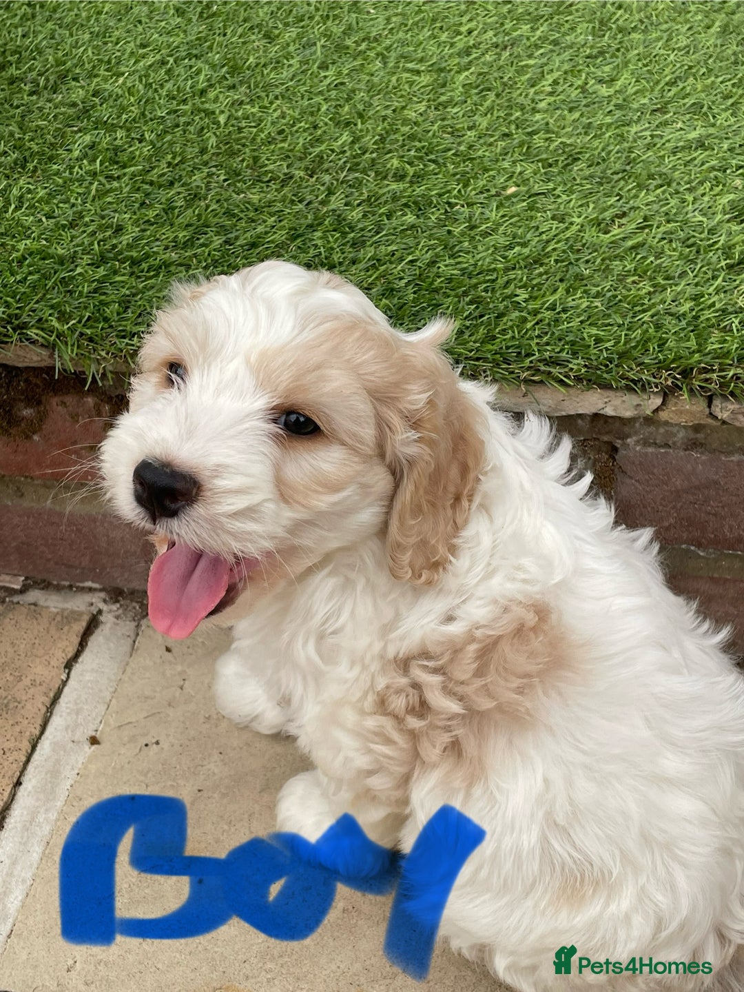Cockapoo dogs for sale: Beautiful Cockapoo puppies - Image 11