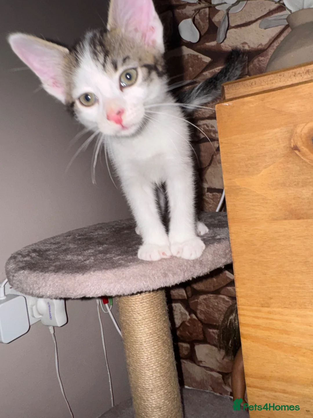 Mixed Breed cats for sale: Male kitten - Advert 1