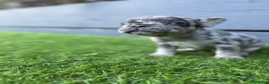 French Bulldog 4