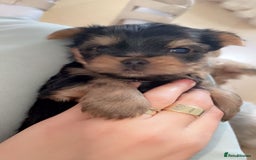 Yorkshire Terrier dogs for sale: Mini yorkshire terrier - Image 3