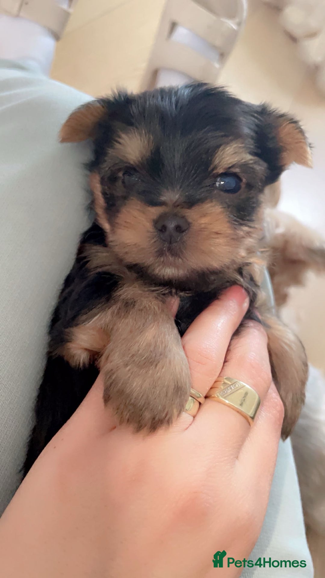 Yorkshire Terrier dogs for sale: Mini yorkshire terrier - Image 3