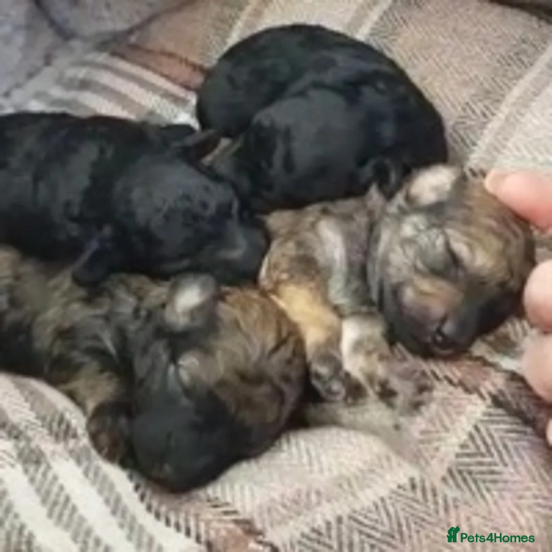 Toy Poodle dogs for stud: Percy KC Chocolate Phantom Toy Poodle Stud in Middlesbrough - Advert 11