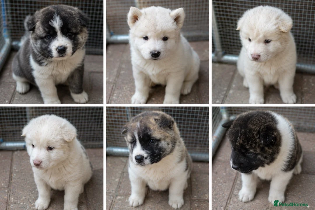 Akita dogs for sale: Americqn Akita Puppies for sale in Sheffield - Advert 2