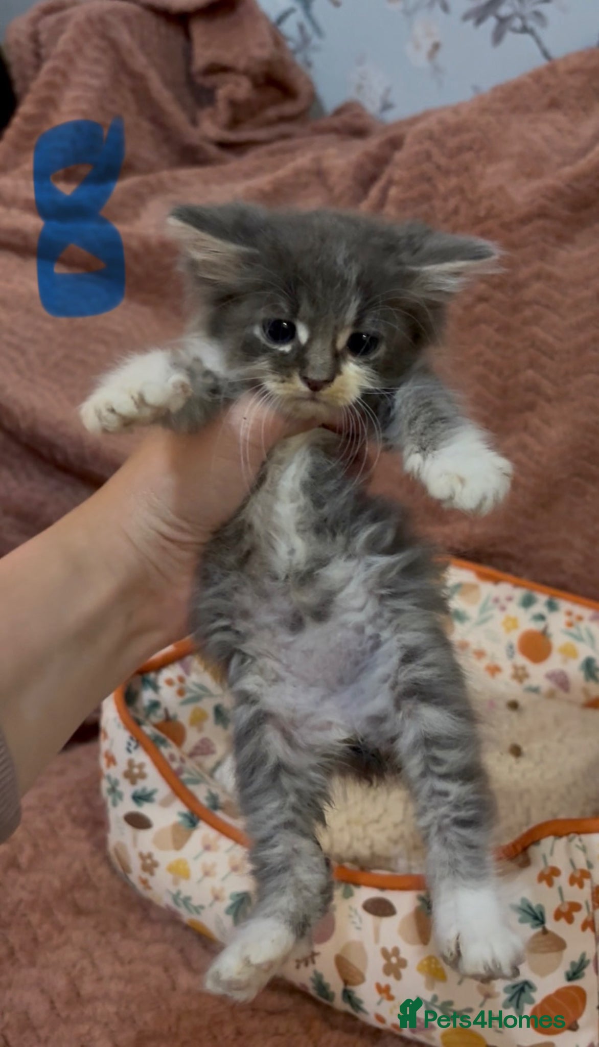 Mixed Breed cats for sale: 8 beautiful kittens ready for loving homes  - Advert 32