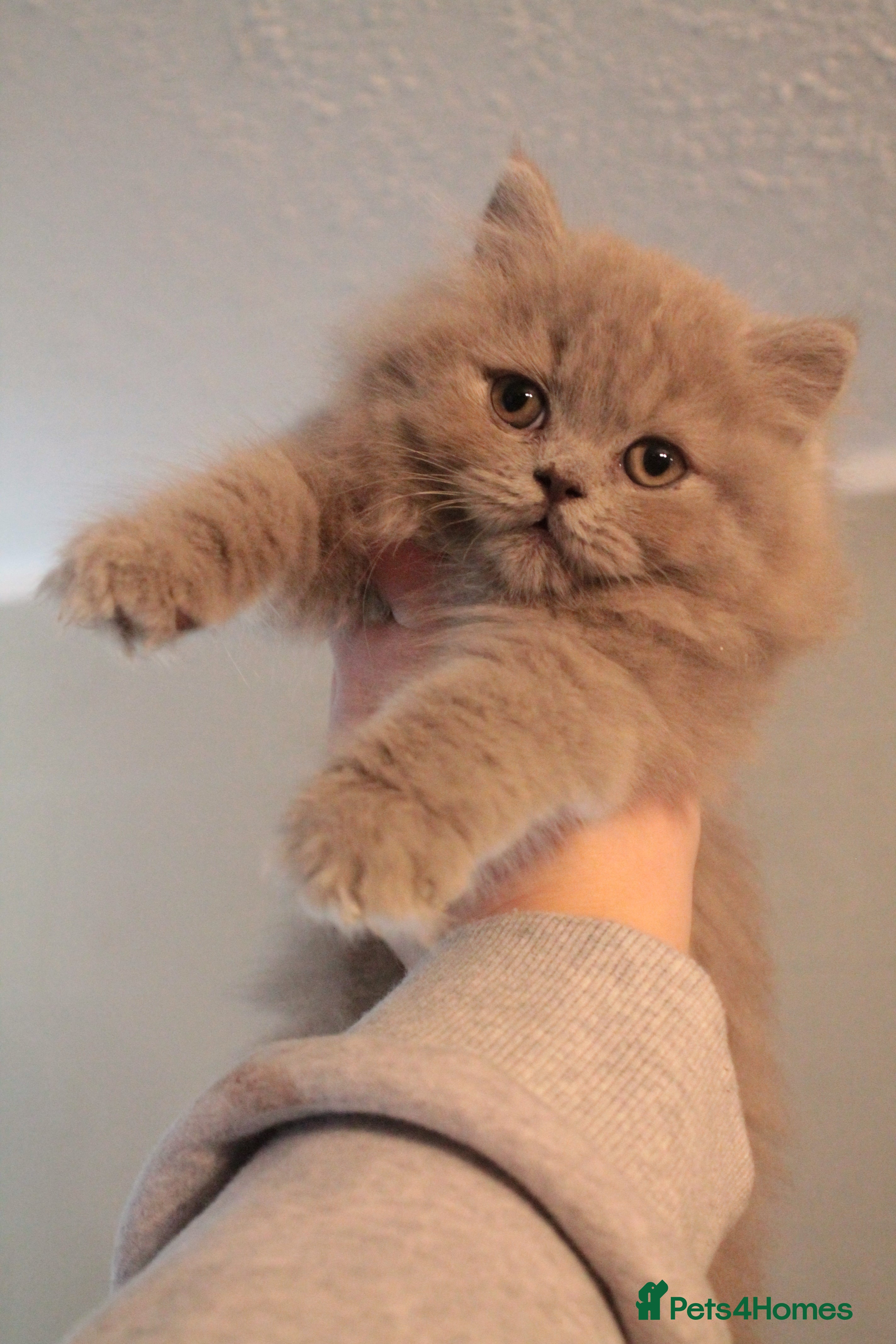 British Shorthair cats BSH & BLH Registered Kittens  - Advert 1