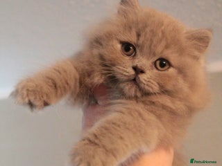 British Shorthair cats BSH & BLH Registered Kittens - Advert 17
