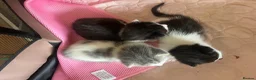 Mixed Breed cats for sale: Kittens for sale what black grey mixed Bradford  in Bradford - Advert 7