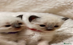 Ragdoll cats for sale: Purebred Ragdoll Kittens (TICA REG PARENTS) - Image 14