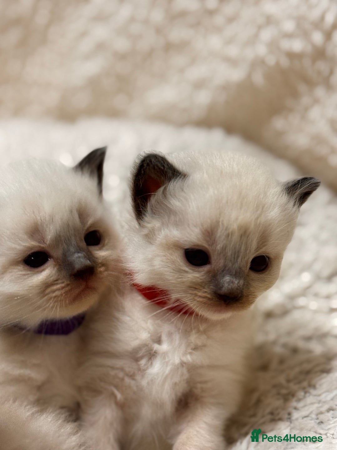 Ragdoll cats for sale: Purebred Ragdoll Kittens (TICA REG PARENTS) - Image 14