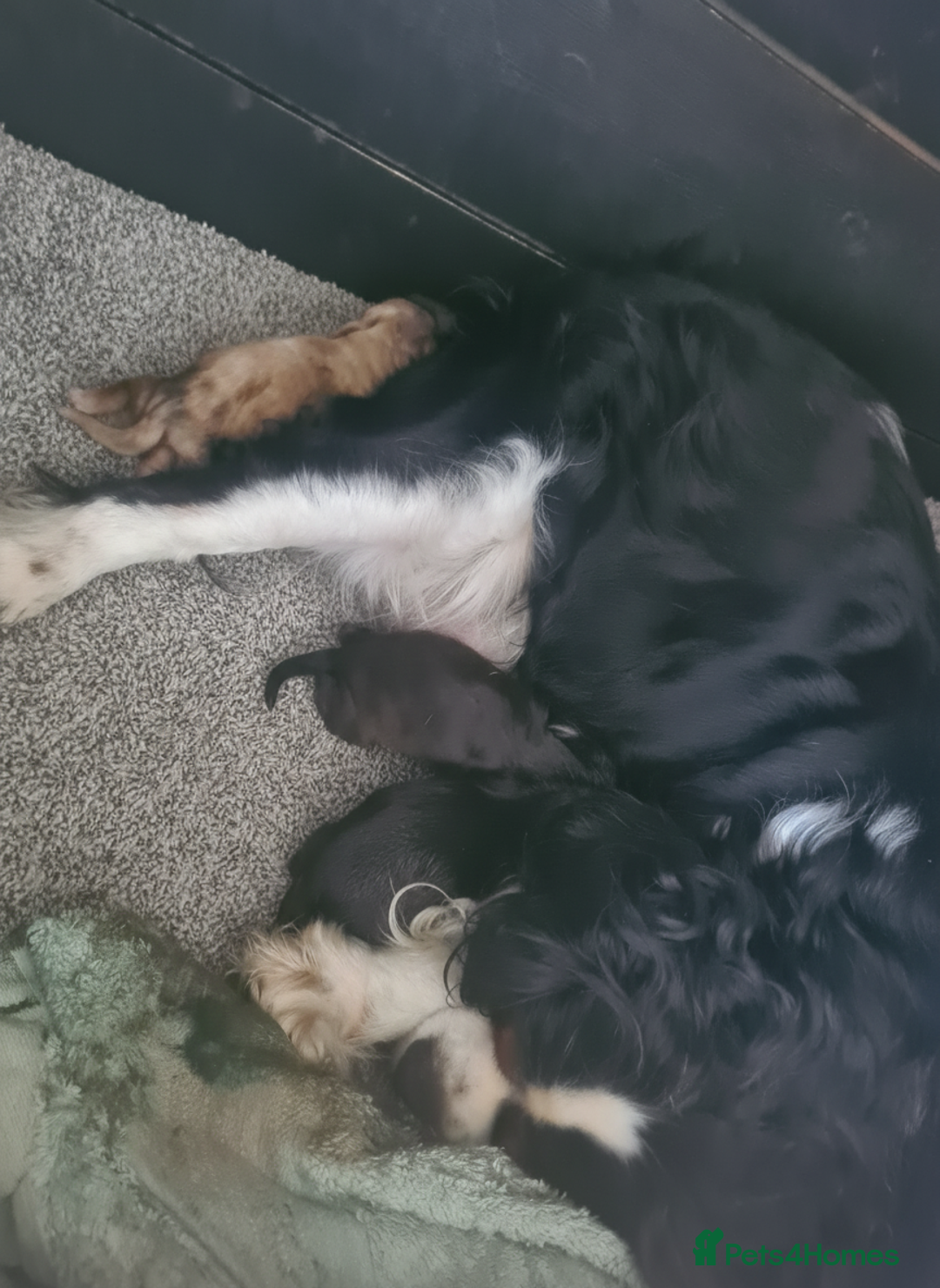 Cavapoo dogs for sale: Stunning cavapoos - Advert 4