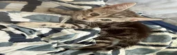 Bengal cats for sale: 🐾 Beautiful Bengal x Maine Coon Kittens 🐾 - Advert 11