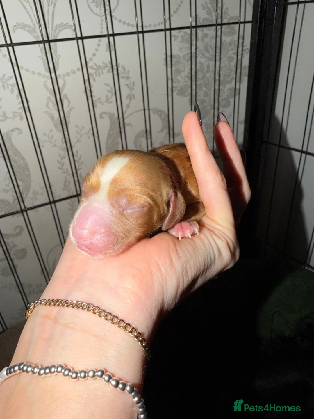 Cocker Spaniel dogs for sale: 4 Remaining Gorgeous Cocker Spaniel puppies.  - Advert 38