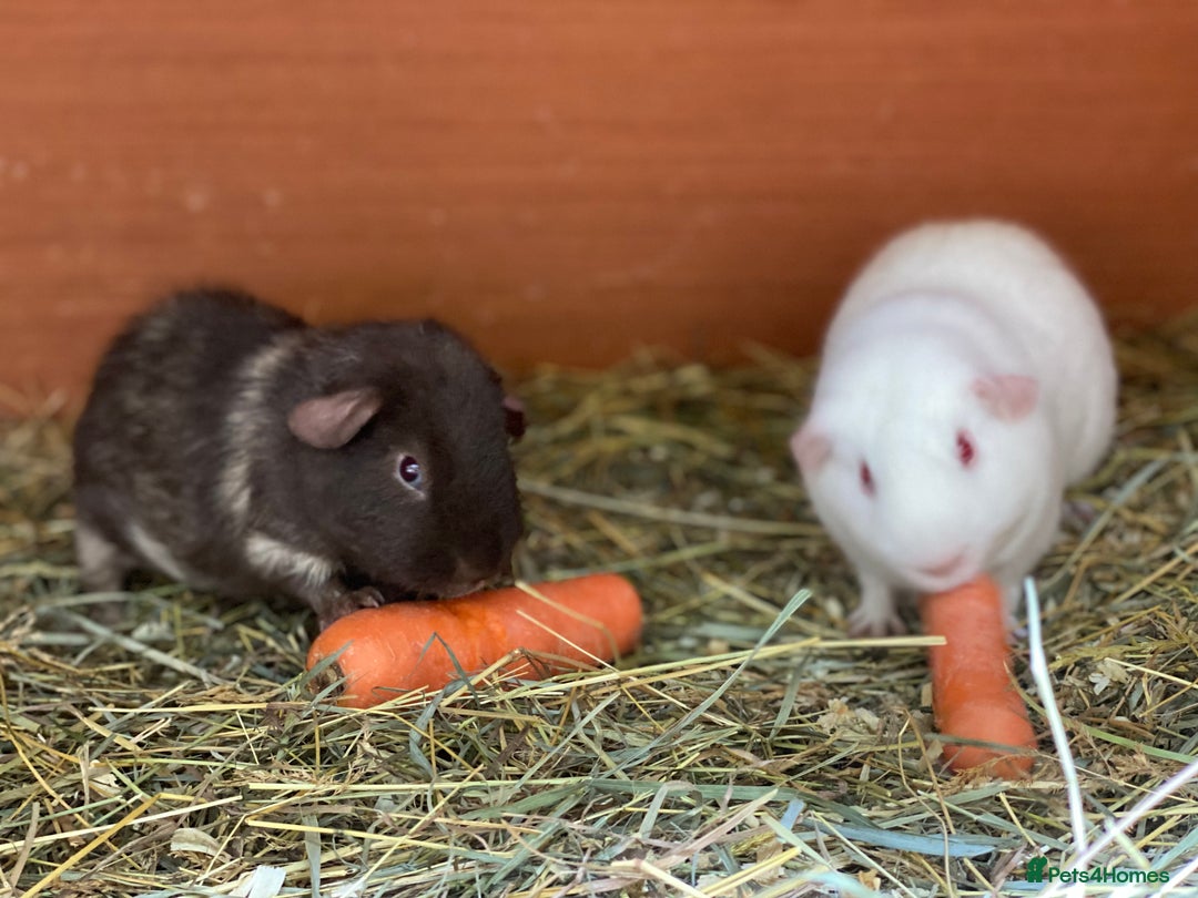 Guinea Pig rodents for sale: Mix of baby boy Guineapigs  - Image 4