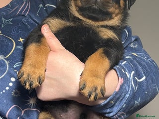 Rottweiler dogs Top Quality KC Health Tested Rottweiler Puppies - Advert 7