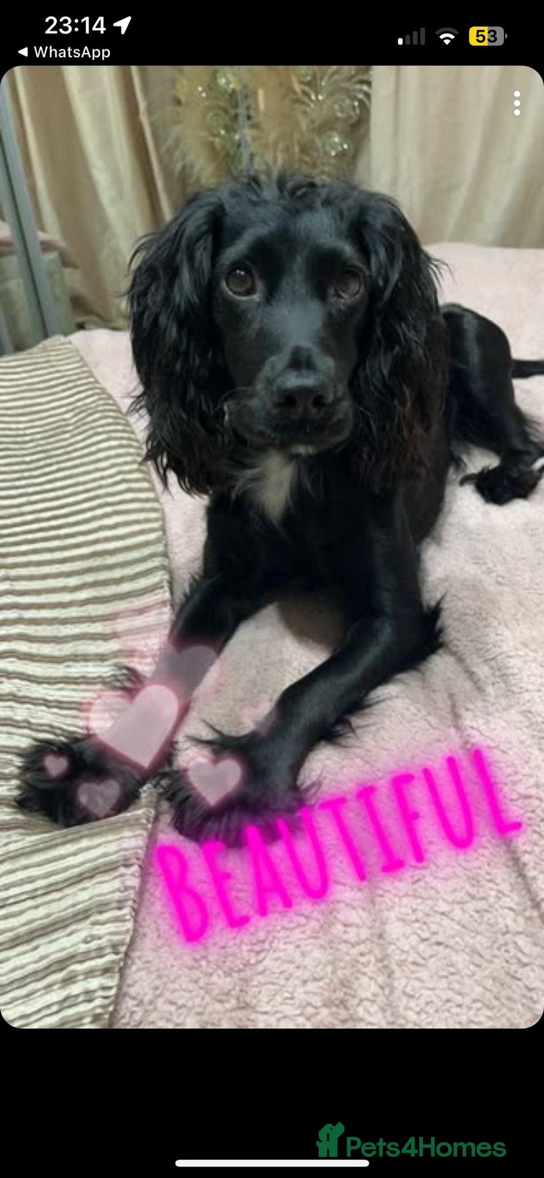 English Springer Spaniel dogs for sale: Two English springer spaniel puppies - Image 8