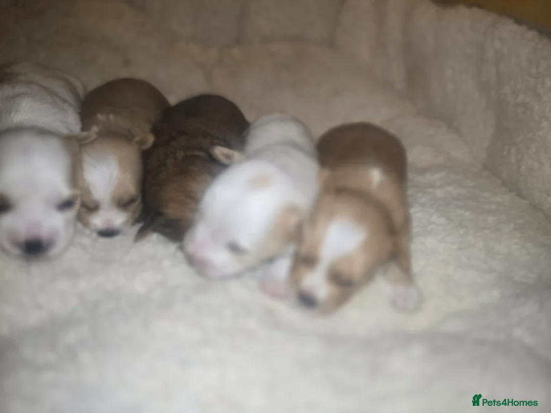 Yorkshire Terrier dogs for sale: wonderful puppies yorkshire terrier - Advert 22