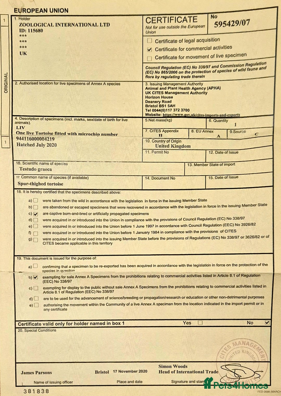 Tortoise reptiles for sale: Spur-thighed Tortoise - Advert 3