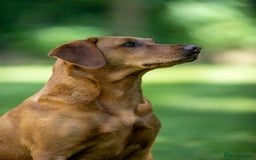 Labrador Retriever dogs for sale: KC Reg Fox Red Labrador Pups from Working Parents - Image 16