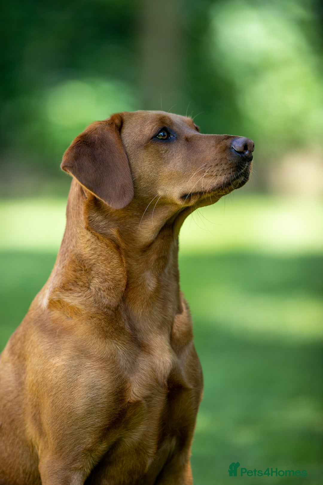 Labrador Retriever dogs for sale: KC Reg Fox Red Labrador Pups from Working Parents - Image 16