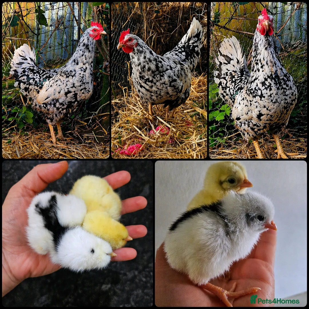 Chickens poultry for sale: Pita Pinta Asturiana Hatching Eggs Spanish breed - Advert 1