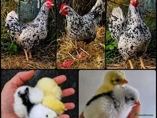 Chickens poultry for sale: Pita Pinta Asturiana Hatching Eggs Spanish breed - Advert 2