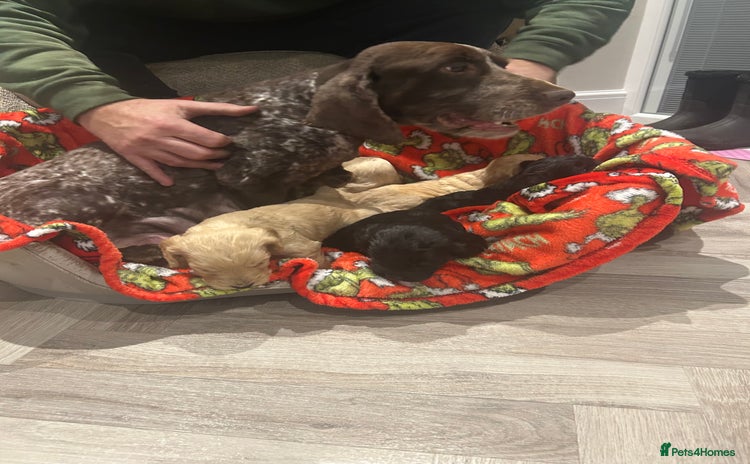 Cockapoo dogs - Advert 16