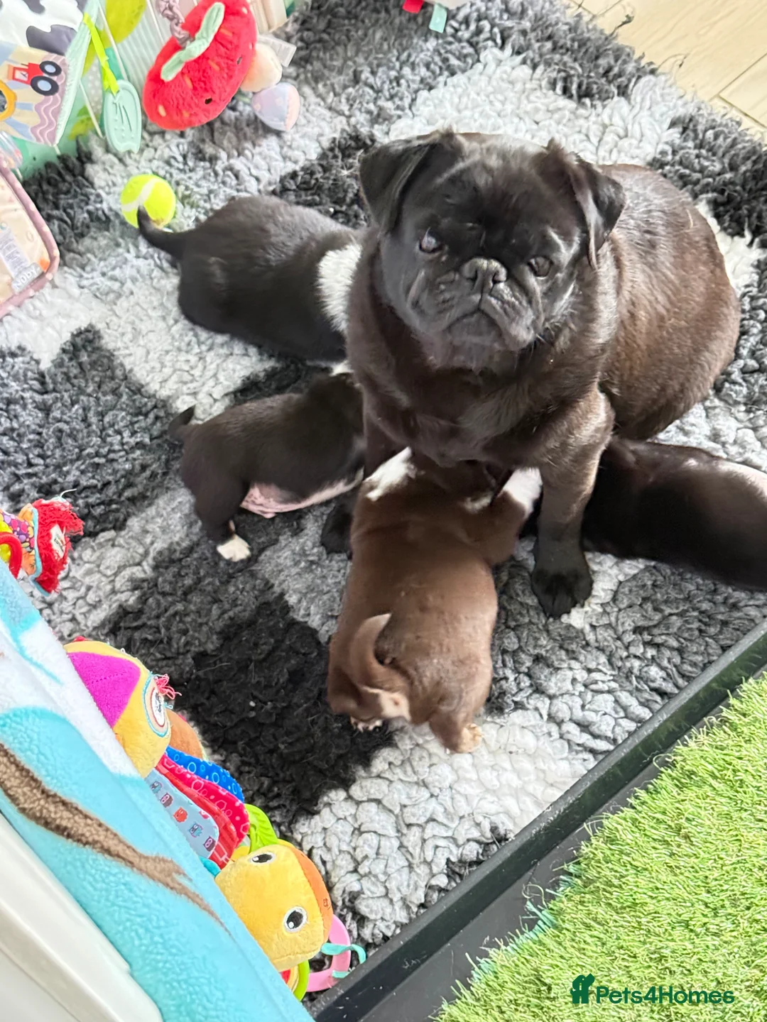 Pug dogs for sale: Black and white panda pug puppy male - Advert 2