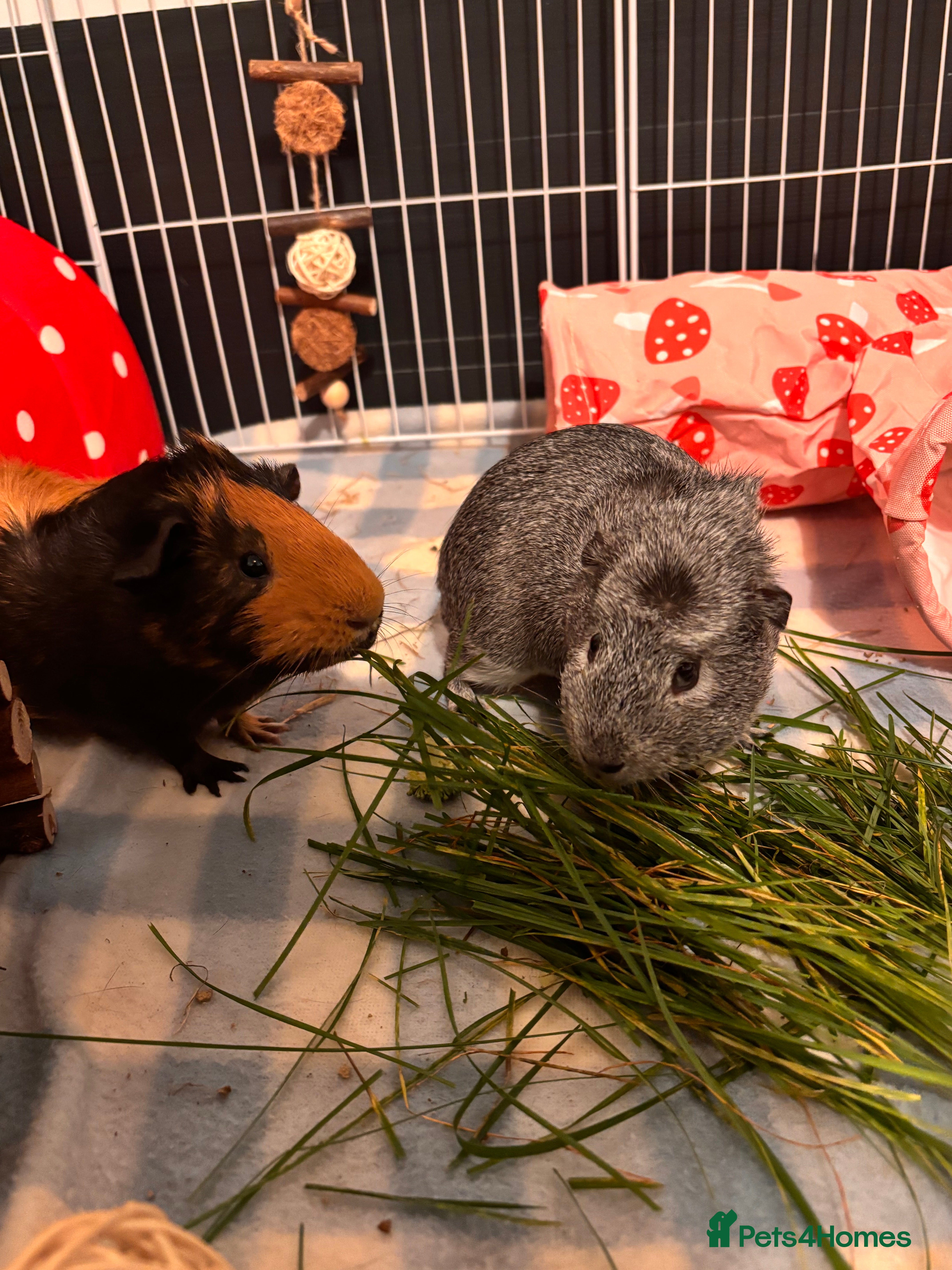 Guinea Pig rodents 2 male guinea pigs  - Advert 7